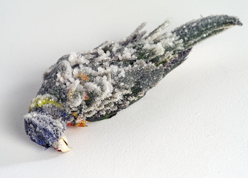 UNLEASHED: FRESH MEET artist Dr Ellie Coleman