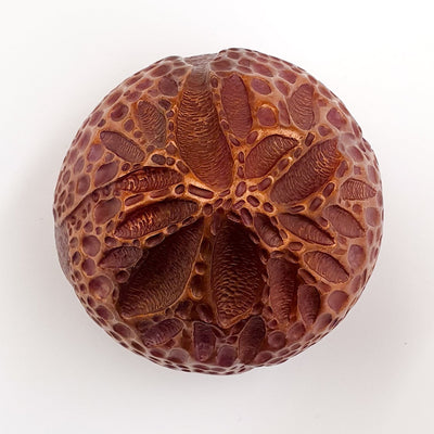 Plate 23(ii) Griffithsia corallina vessel Jewellery and Metalsmith Small Object (Exhibition) Alison McDonald 