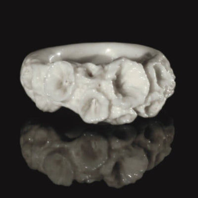 Isophyllastrea Rigida -  Coral Bleaching Rings