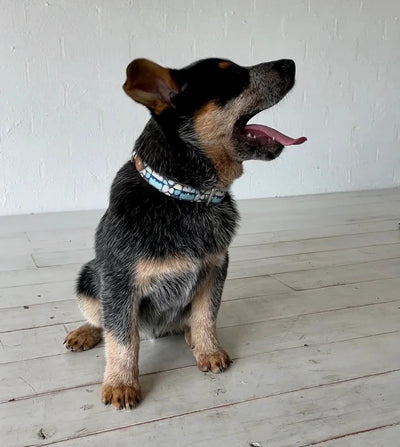 Leather Dog Collar Puli Puli Rocks (Blue) - Medium Leather Ikuntji Artists 